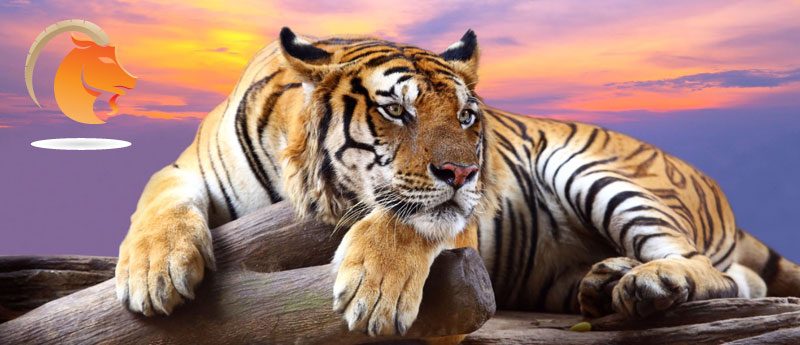 Козерог — Тигр